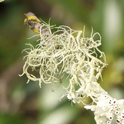 Usnea sp. (genus) (Bearded lichen) at Sullivans Creek, Turner - 11 Jan 2024 by ConBoekel