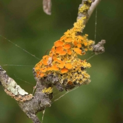 Teloschistes sp. (genus) (A lichen) at Haig Park - 11 Jan 2024 by ConBoekel