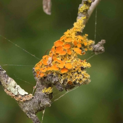 Teloschistes sp. (genus) (A lichen) at Turner, ACT - 11 Jan 2024 by ConBoekel