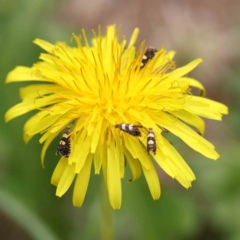 Glyphipterix chrysoplanetis (A Sedge Moth) at Sullivans Creek, Turner - 11 Jan 2024 by ConBoekel