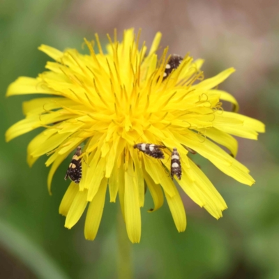 Glyphipterix chrysoplanetis (A Sedge Moth) at Haig Park - 12 Jan 2024 by ConBoekel