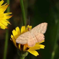 Scopula rubraria (Reddish Wave, Plantain Moth) at Haig Park - 11 Jan 2024 by ConBoekel