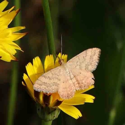 Scopula rubraria (Reddish Wave, Plantain Moth) at Sullivans Creek, Turner - 11 Jan 2024 by ConBoekel