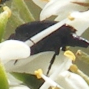 Mordellidae (family) at Tuggeranong Hill NR  (TGH) - 13 Jan 2024