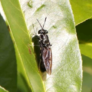 Hermetia illucens at Sullivans Creek, Turner - 12 Jan 2024