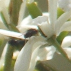 Diptera (order) (Fly - Unidentified) at Tuggeranong Hill - 13 Jan 2024 by MichaelMulvaney