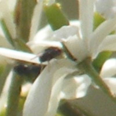 Diptera (order) (Fly - Unidentified) at Tuggeranong Hill - 13 Jan 2024 by MichaelMulvaney