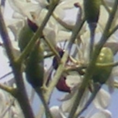 Exoneura sp. (genus) (A reed bee) at Tuggeranong Hill NR  (TGH) - 13 Jan 2024 by MichaelMulvaney