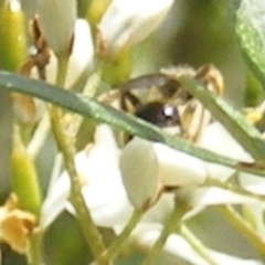 Apiformes (informal group) (Unidentified bee) at Calwell, ACT - 13 Jan 2024 by MichaelMulvaney