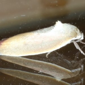 Ptyoptila matutinella at Ainslie, ACT - 5 Dec 2023