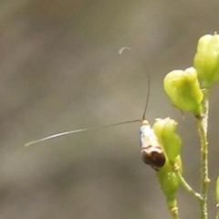 Nemophora sparsella (An Adelid Moth) at Tuggeranong Hill - 13 Jan 2024 by MichaelMulvaney