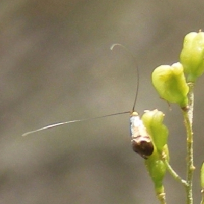 Nemophora sparsella (An Adelid Moth) at Calwell, ACT - 13 Jan 2024 by MichaelMulvaney