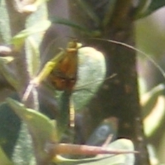 Nemophora sparsella at Tuggeranong Hill NR  (TGH) - 13 Jan 2024