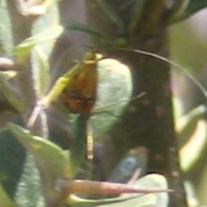 Nemophora sparsella at Tuggeranong Hill NR  (TGH) - 13 Jan 2024