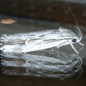 Lichenaula tuberculata at Ainslie, ACT - 5 Dec 2023