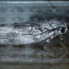 Illidgea epigramma (A Gelechioid moth) at Ainslie, ACT - 5 Dec 2023 by jb2602