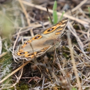 Junonia villida at Hume, ACT - 14 Jan 2024 01:23 PM