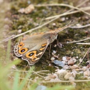 Junonia villida at Hume, ACT - 14 Jan 2024 01:23 PM