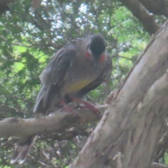 Anthochaera carunculata (Red Wattlebird) at Shellharbour, NSW - 11 Jan 2024 by MatthewFrawley