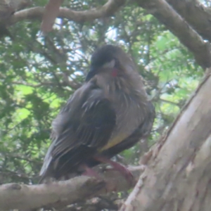 Anthochaera carunculata at Shellharbour, NSW - 11 Jan 2024