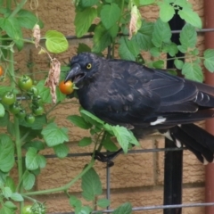 Strepera graculina (Pied Currawong) at Macarthur, ACT - 14 Jan 2024 by RodDeb