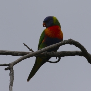 Trichoglossus moluccanus at Macarthur, ACT - 14 Jan 2024 10:05 AM