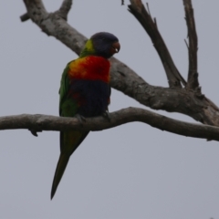 Trichoglossus moluccanus at Macarthur, ACT - 14 Jan 2024 10:05 AM