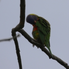 Trichoglossus moluccanus at Macarthur, ACT - 14 Jan 2024