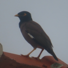 Acridotheres tristis (Common Myna) at Shellharbour, NSW - 11 Jan 2024 by MatthewFrawley