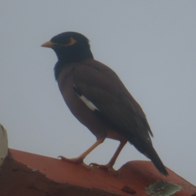 Acridotheres tristis (Common Myna) at Shellharbour, NSW - 10 Jan 2024 by MatthewFrawley