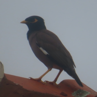 Acridotheres tristis (Common Myna) at Shellharbour, NSW - 11 Jan 2024 by MatthewFrawley