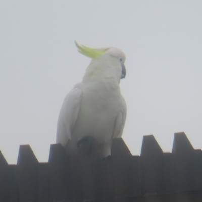 Cacatua galerita (Sulphur-crested Cockatoo) at Shellharbour, NSW - 11 Jan 2024 by MatthewFrawley