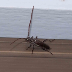 Strongylurus ceresioides (Longhorn beetle) at Turner, ACT - 11 Jan 2024 by ConBoekel