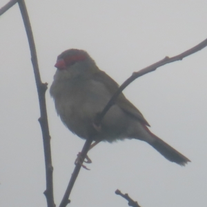 Neochmia temporalis at Shell Cove, NSW - 11 Jan 2024 10:47 AM