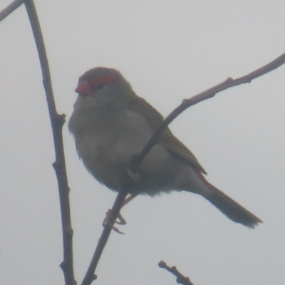 Neochmia temporalis (Red-browed Finch) at Shell Cove, NSW - 10 Jan 2024 by MatthewFrawley