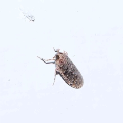 Plectoderini (tribe) (Planthopper) at Turner, ACT - 11 Jan 2024 by ConBoekel