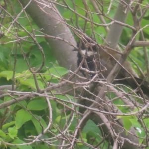 Psophodes olivaceus at Shell Cove, NSW - 11 Jan 2024 10:47 AM