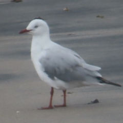 Chroicocephalus novaehollandiae (Silver Gull) at Shell Cove, NSW - 10 Jan 2024 by MatthewFrawley