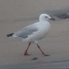 Chroicocephalus novaehollandiae at Shell Cove, NSW - 11 Jan 2024