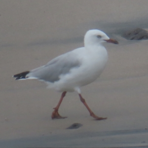 Chroicocephalus novaehollandiae at Shell Cove, NSW - 11 Jan 2024 10:52 AM