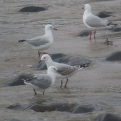 Chroicocephalus novaehollandiae at Shell Cove, NSW - 11 Jan 2024