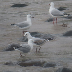 Chroicocephalus novaehollandiae at Shell Cove, NSW - 11 Jan 2024 10:52 AM