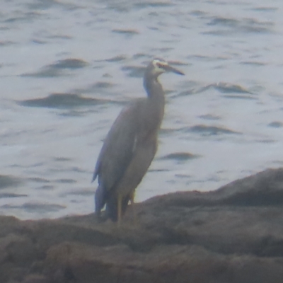 Egretta novaehollandiae (White-faced Heron) at Shell Cove, NSW - 11 Jan 2024 by MatthewFrawley