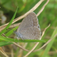 Zizina otis (Common Grass-Blue) at Shell Cove, NSW - 10 Jan 2024 by MatthewFrawley