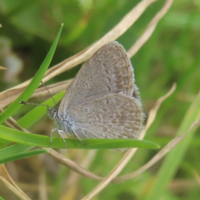 Zizina otis (Common Grass-Blue) at Shell Cove, NSW - 10 Jan 2024 by MatthewFrawley