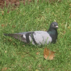 Columba livia (Rock Dove (Feral Pigeon)) at Sydney, NSW - 11 Jan 2024 by MatthewFrawley