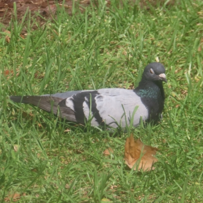 Columba livia (Rock Dove (Feral Pigeon)) at Sydney, NSW - 12 Jan 2024 by MatthewFrawley