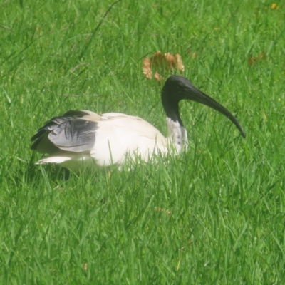 Threskiornis molucca (Australian White Ibis) at Sydney, NSW - 12 Jan 2024 by MatthewFrawley