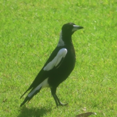 Gymnorhina tibicen (Australian Magpie) at Sydney, NSW - 12 Jan 2024 by MatthewFrawley