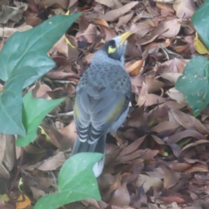 Manorina melanocephala at Sydney, NSW - 12 Jan 2024 09:50 AM